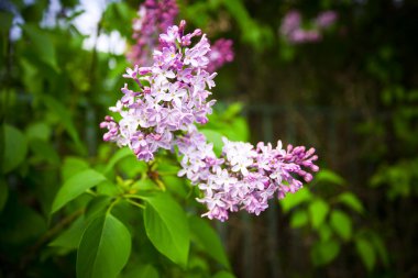 A bunch of lilac on a background of green clipart