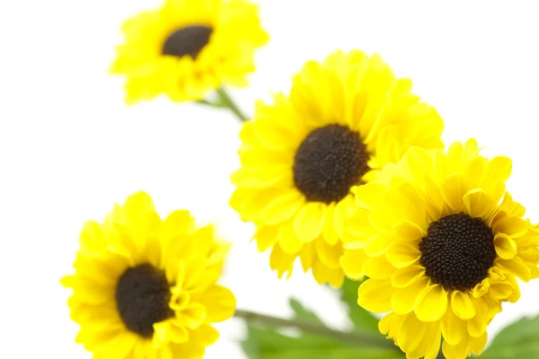 Yellow flowers isolated on white — Stock Photo, Image
