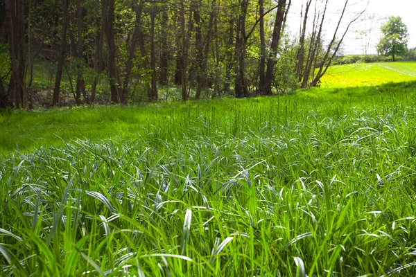 Hoog gras in een weide in het bos — Stockfoto