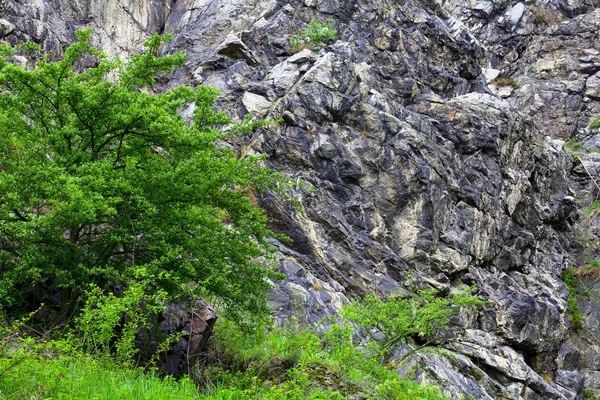 Деревья на фоне скал — стоковое фото