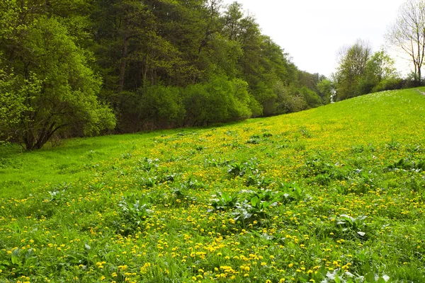 Meadow with dandelions in the woods — Stock Photo, Image