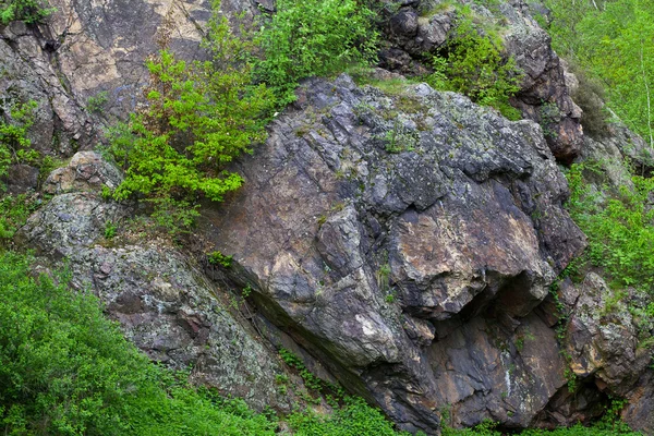 Скалы с мхом и деревьями — стоковое фото