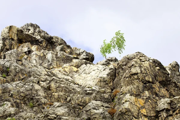 Береза на вершине скалы против неба — стоковое фото