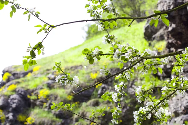 Albero con fogliame giovane su uno sfondo di rocce — Foto Stock