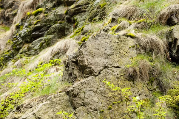 Камень покрыт зеленым мхом — стоковое фото