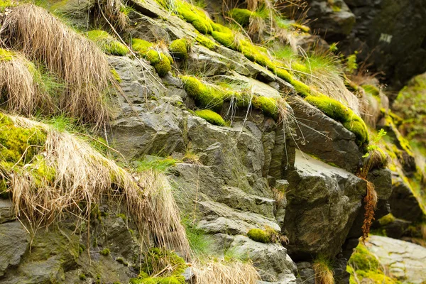 Камень покрыт зеленым мхом — стоковое фото