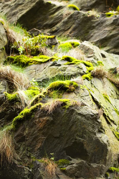 Roccia ricoperta di muschio verde — Foto Stock