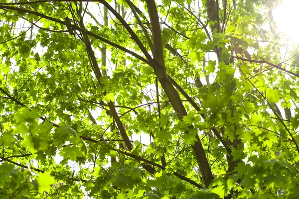 Zielony klon drzewo na tle nieba słoneczny — Zdjęcie stockowe