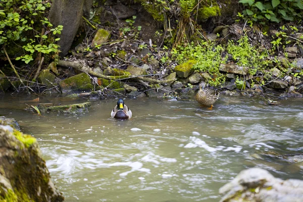 在山中的小溪中游泳的鸭子 — 图库照片