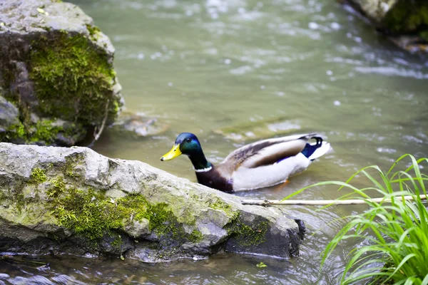 在山中的小溪中游泳的鸭子 — 图库照片