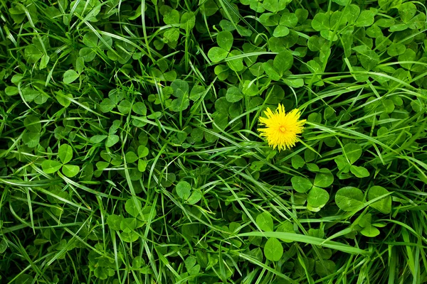 Background of green grass with dandelion — Stock Photo, Image