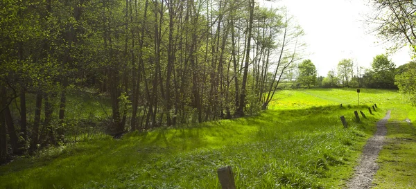 Grande clairière dans la forêt d'herbe verte — Photo