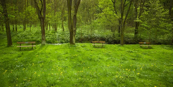 站在蒲公英在树林里的草坪上的木凳 — 图库照片