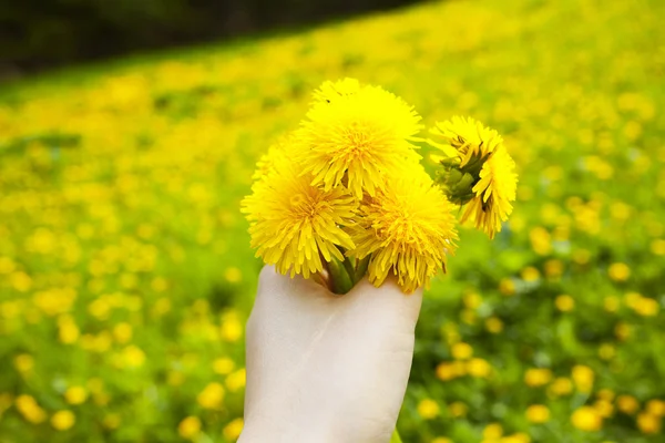 Dandelions nas mãos de mulheres no campo de fundo de dand — Fotografia de Stock