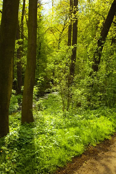 Тропа в зеленом лесу — стоковое фото