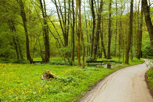 Скамейка возле ручья в поле одуванчиков в лесу — стоковое фото