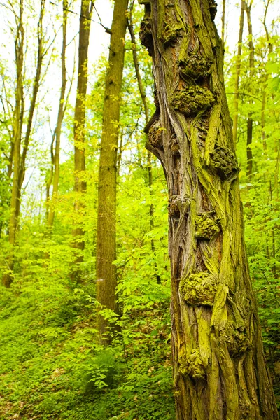 Árbol con corteza interesante en un bosque — Foto de Stock