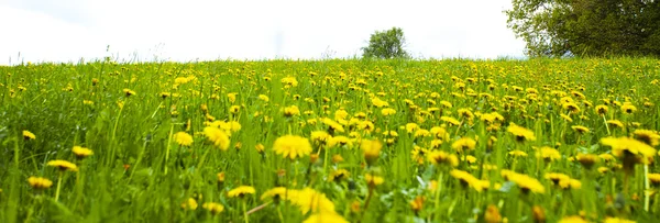 Background field of dandelions in the woods — Stock Photo, Image