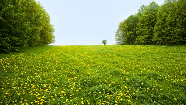 Dandelions silüeti üzerinde bir alan — Stok fotoğraf