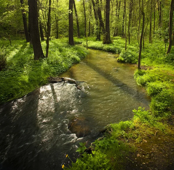 Horský potok, běží do lesa — Stock fotografie