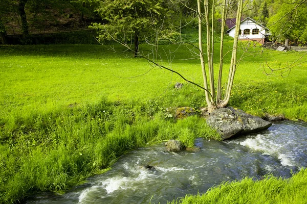 Bergbeek op een achtergrond van het huis in het groen hout — Stockfoto