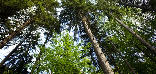 Árvores olhando para o céu azul — Fotografia de Stock