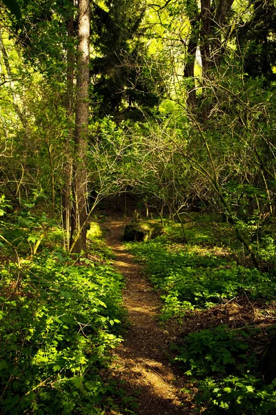 Caminho na floresta — Fotografia de Stock