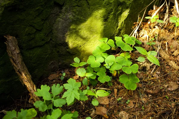 Klaver groeit in een open plek in het bos — Stockfoto