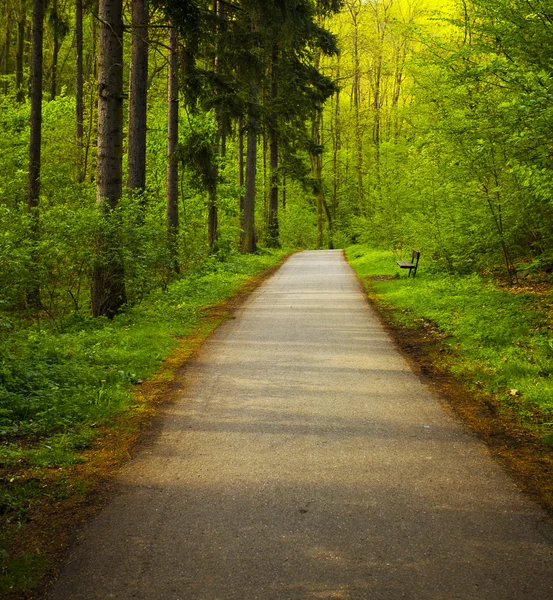 Avenue of trees in the green wood — Stock Photo, Image
