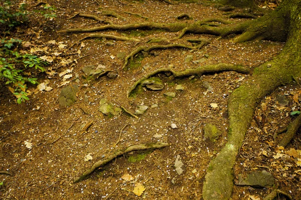 Rötter av ett gammalt träd — Stockfoto