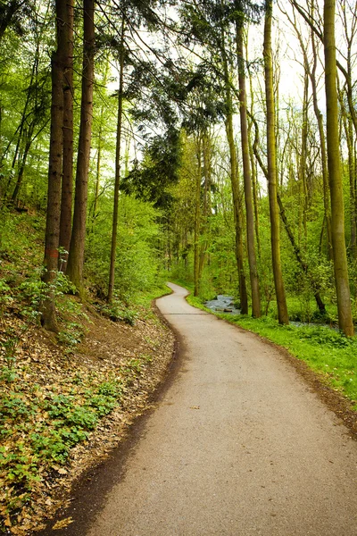 Avenue of trees in the green wood — Stock Photo, Image