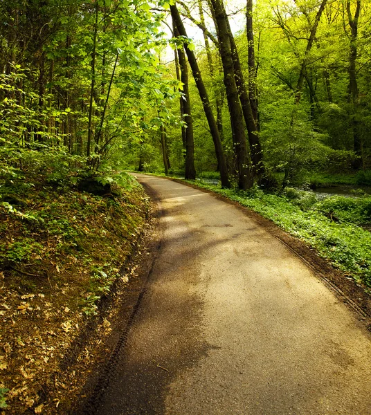 Laan van bomen in het groene bos — Stockfoto