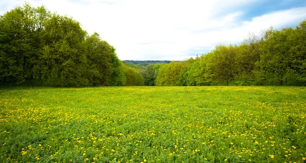 Large field of dandelions in the woods — Stock Photo, Image