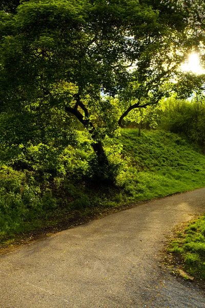 A estrada para o parque no fundo da madeira — Fotografia de Stock