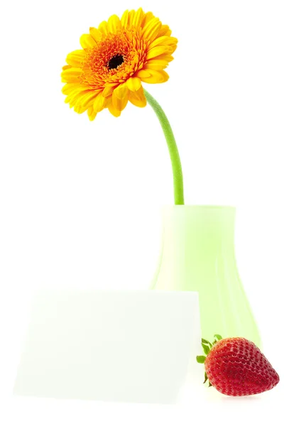 Gerbera em um vaso e morangos isolados em branco — Fotografia de Stock