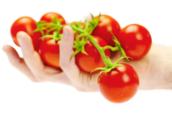 Een bos van tomaat in uw hand man geïsoleerd op wit — Stockfoto