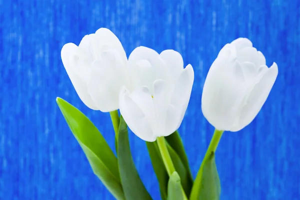Trzy białe tulipany na niebieskim tle — Zdjęcie stockowe