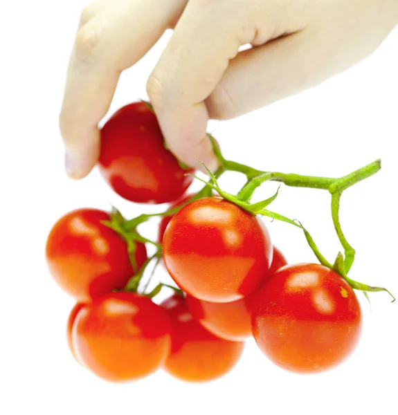Een bos van tomaten in de handen van een man die geïsoleerd op wit — Stockfoto