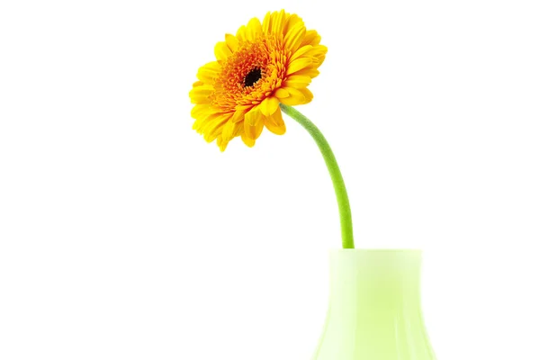 Gerbera in vase isolated on white — Stock Photo, Image