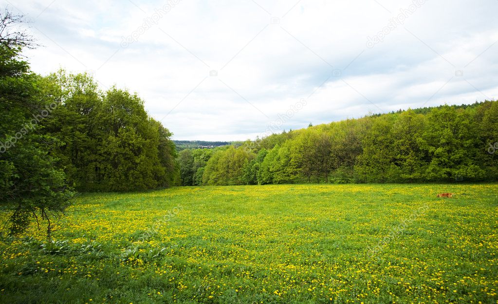 Large field of dandelions in the woods