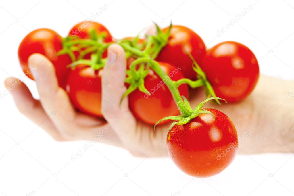 A bunch of tomato in your hand man isolated on white