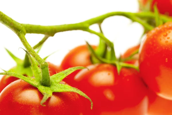 Ein Bund Tomaten isoliert auf weiß — Stockfoto