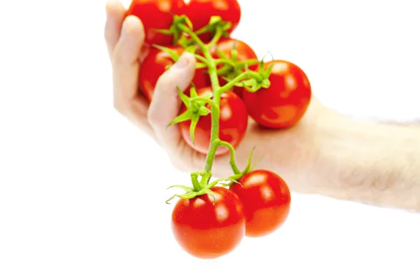 Een bos van tomaten in hand geïsoleerd op wit — Stockfoto