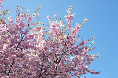 Sakura mavi gökyüzü