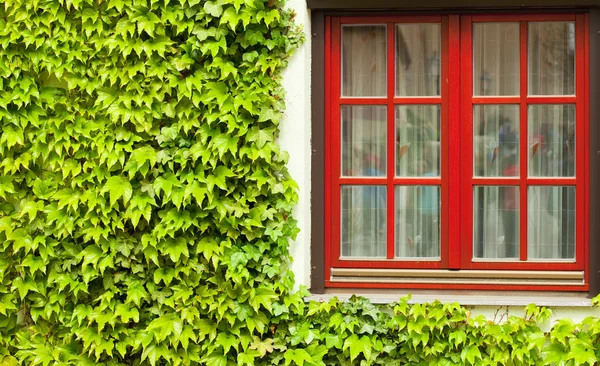 Fenster in den grünen Schlingpflanzen — Stockfoto