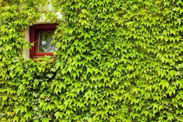 绿色藤蔓中的窗口 — 图库照片