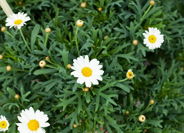 Chamomile against a background of green — Stock Photo, Image