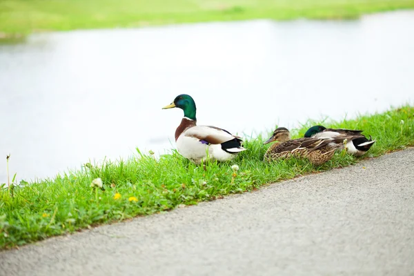 Ducks sitting on the grass — Stock Photo, Image