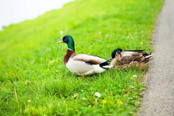Ducks sitting on the grass — Stock Photo, Image