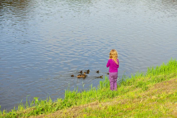 여자 ducklings 오리를 보고 — 스톡 사진